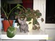 Котята породы Донской сфинкс (русская бесшерстная кошка)